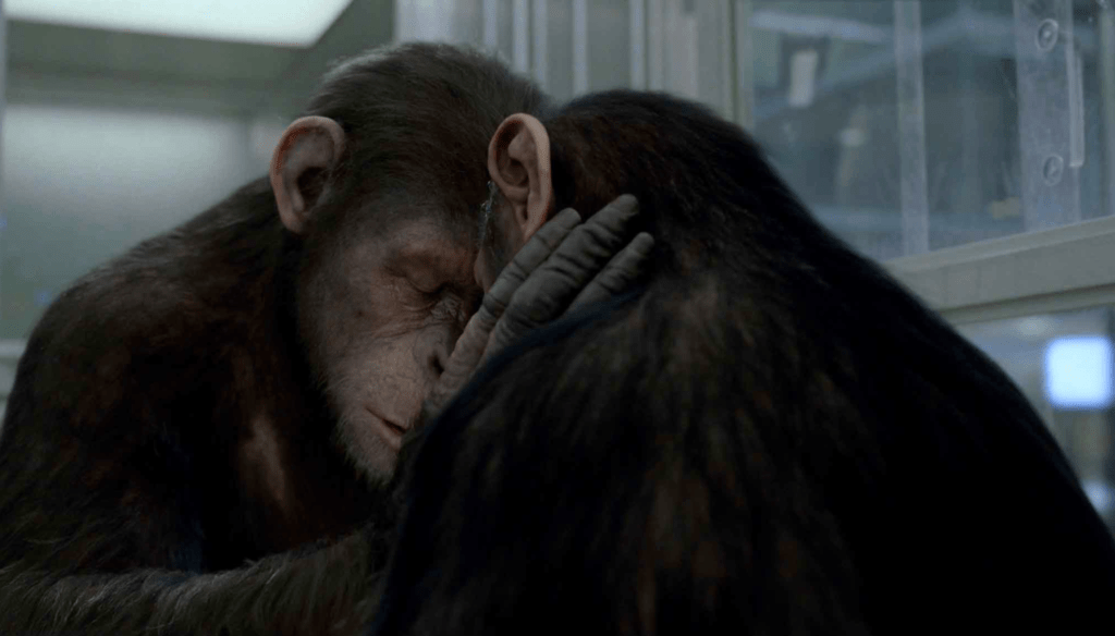 Cesare (Andy Serkis) in una scena di Rise of the Planet of the Apes (2011) di Rupert Wyatt